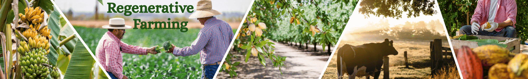 Regenerative Farming Regenerative Farming