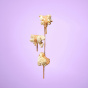 Khloud Protein Popcorn Cinnamon Roll Lifestyle 2